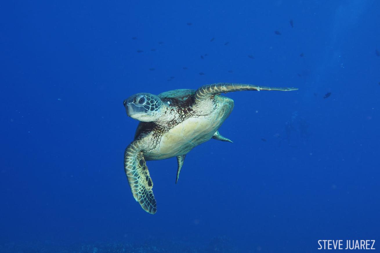 scuba diving Lanai, Hawaii