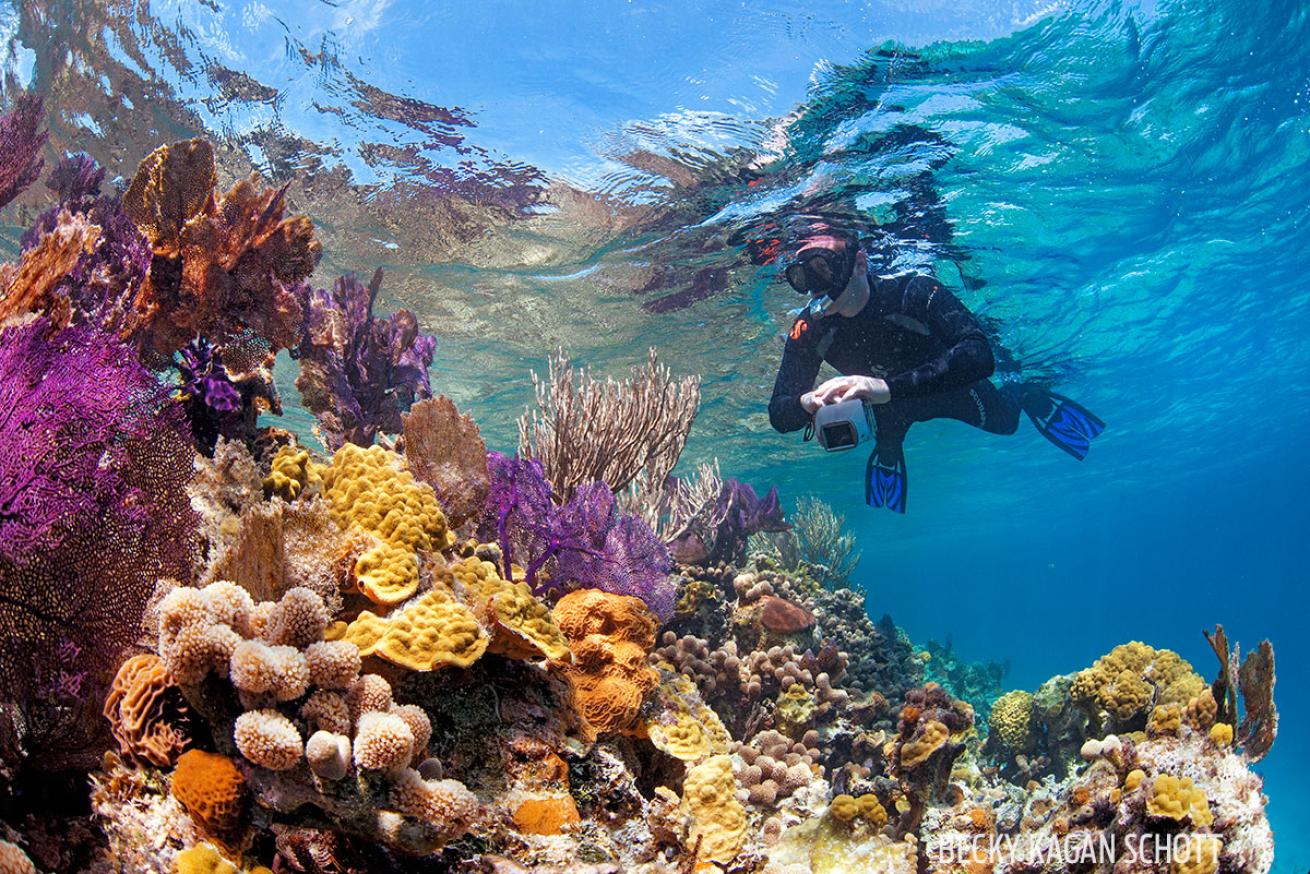 Scuba Diving the Great Blue Hole and Beyond in Belize Scuba Diving