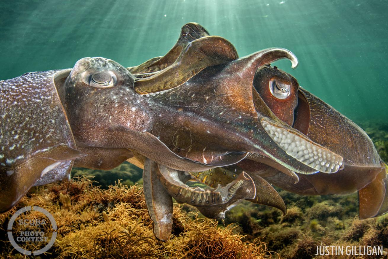 scuba diving with cuttlefish