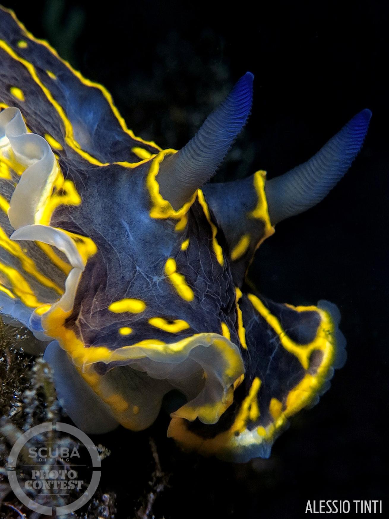 nudibranch underwater photography