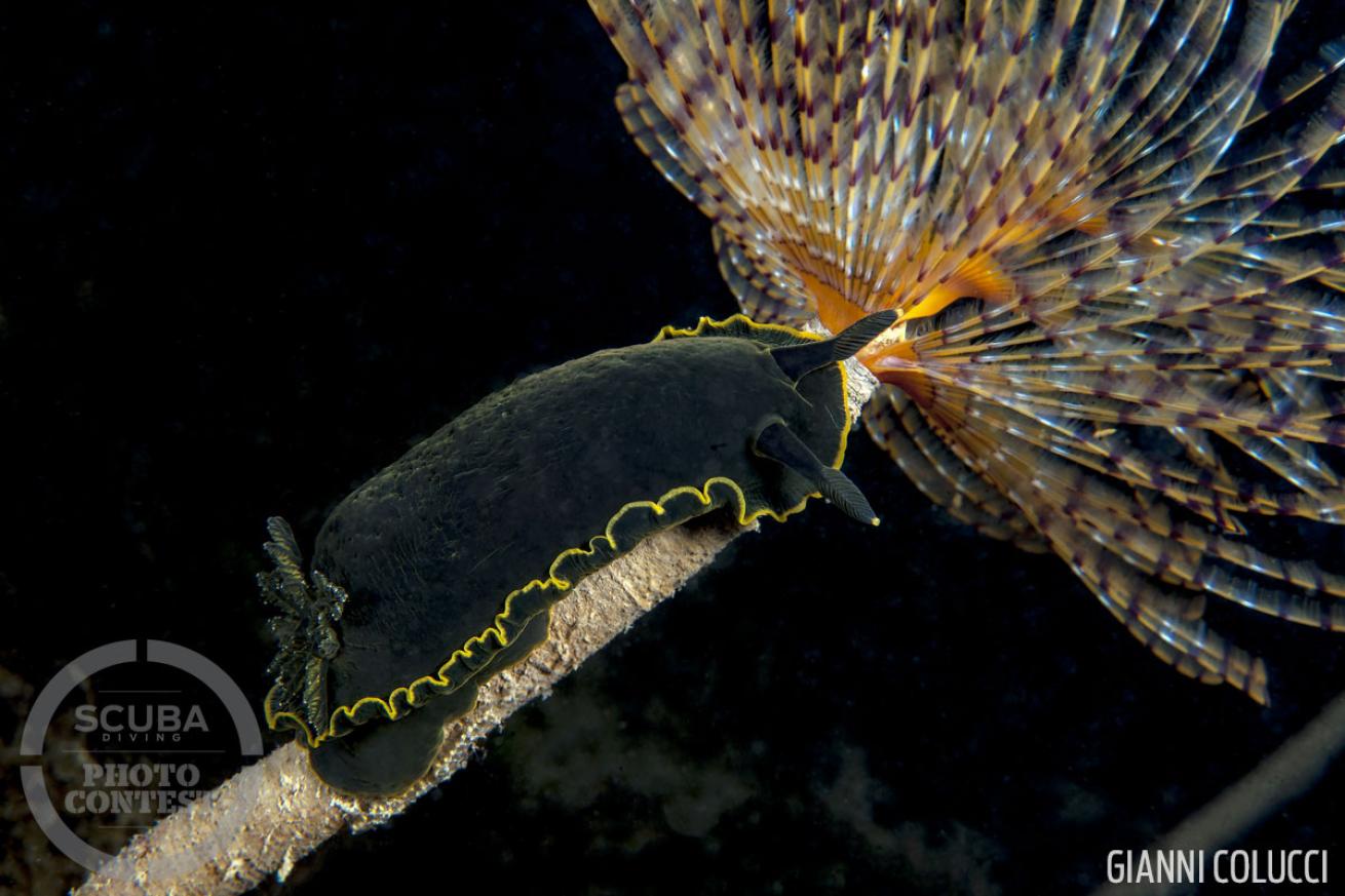 nudibranch underwater photography