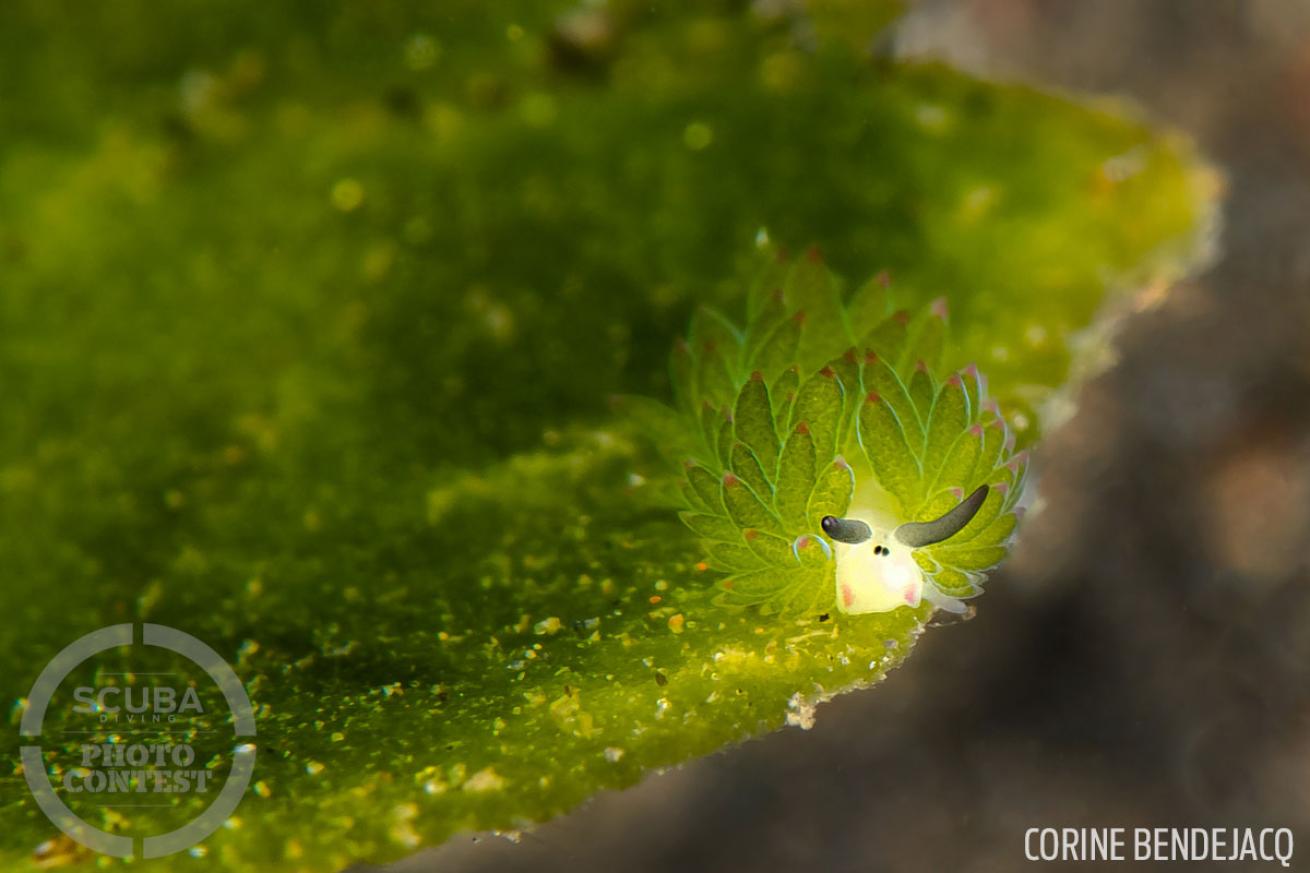 nudibranch underwater photography