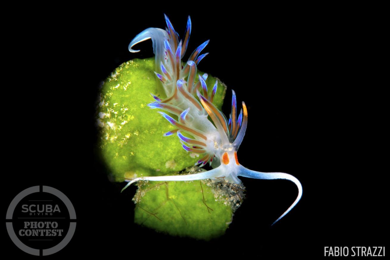 nudibranch underwater photography