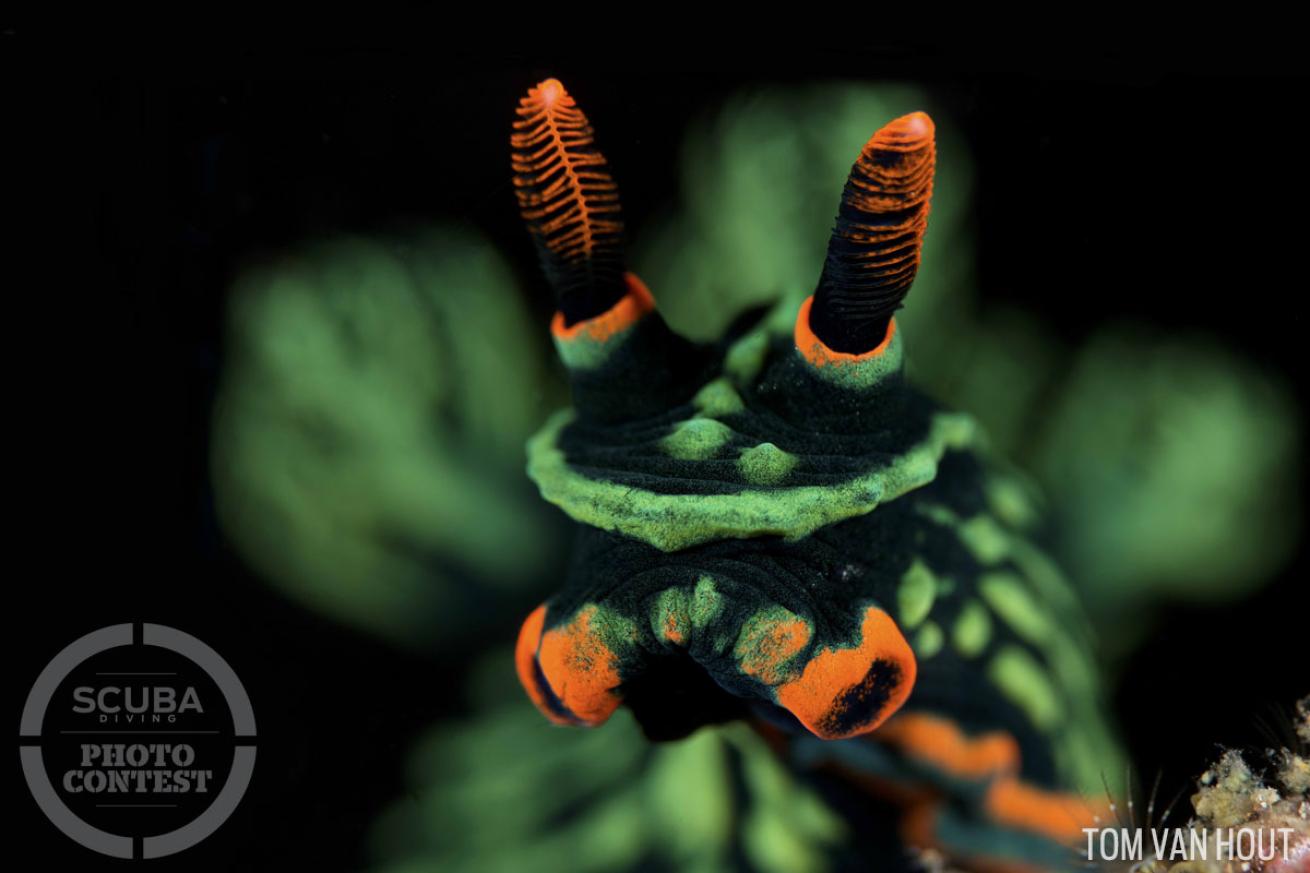 nudibranch underwater photography