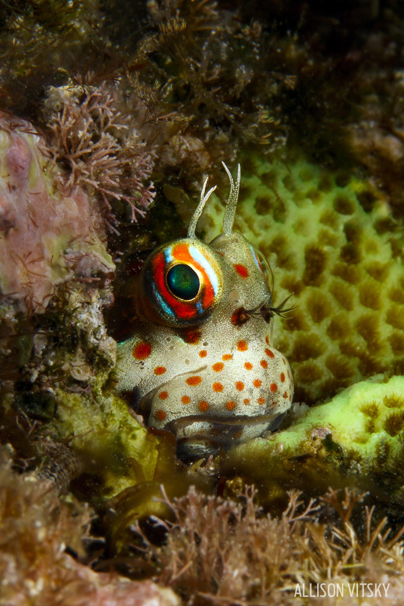 scuba diving Solomon Islands