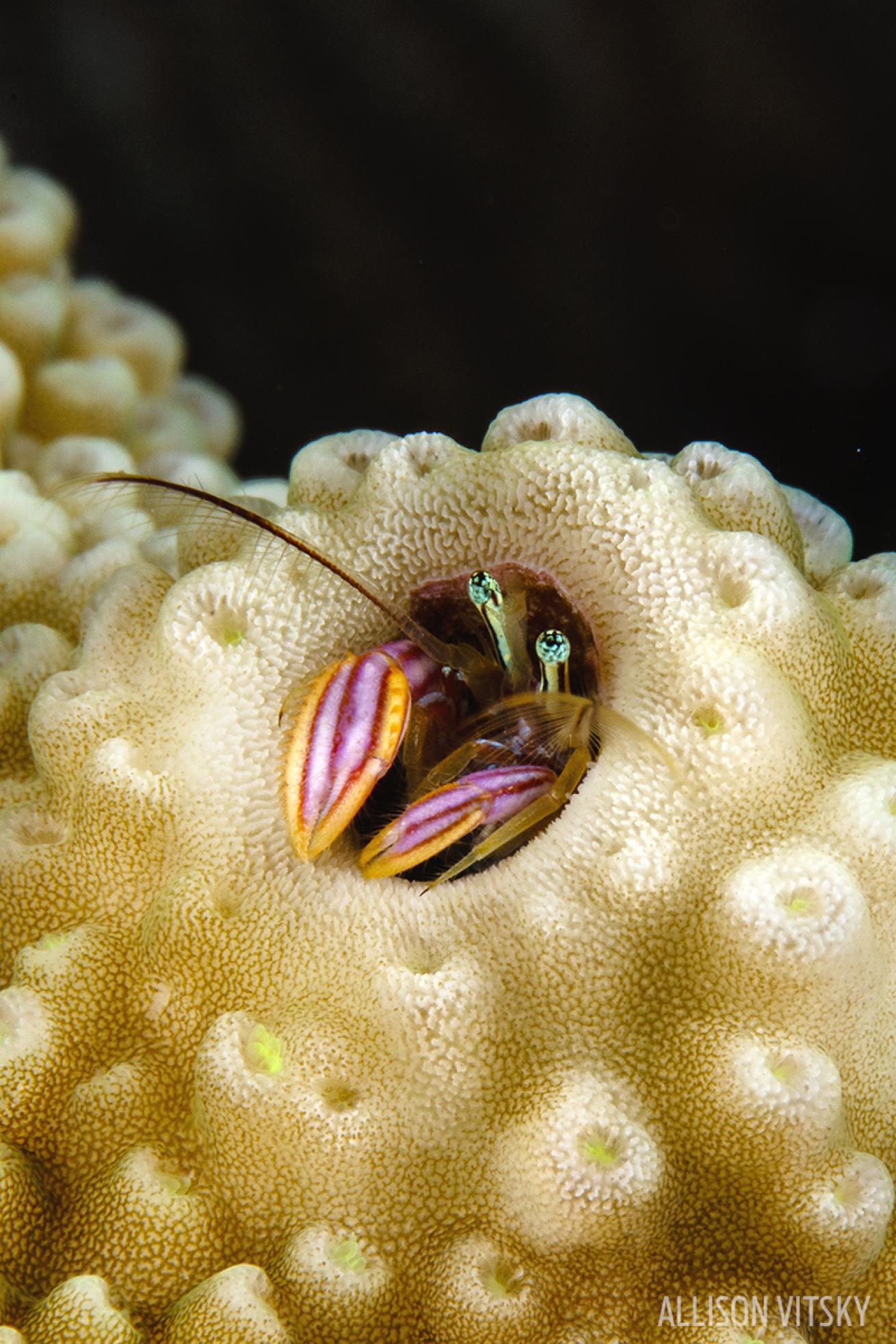 scuba diving Solomon Islands