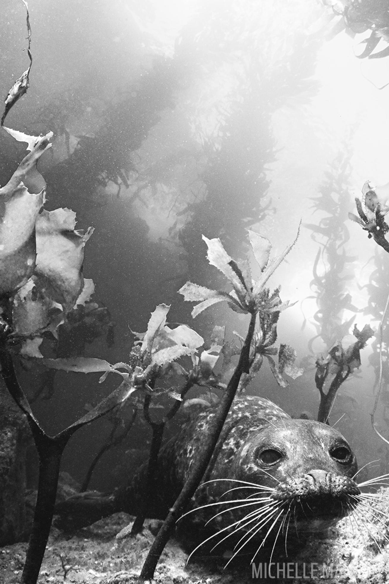 Scuba Diving with Harbor Seals | Scuba Diving
