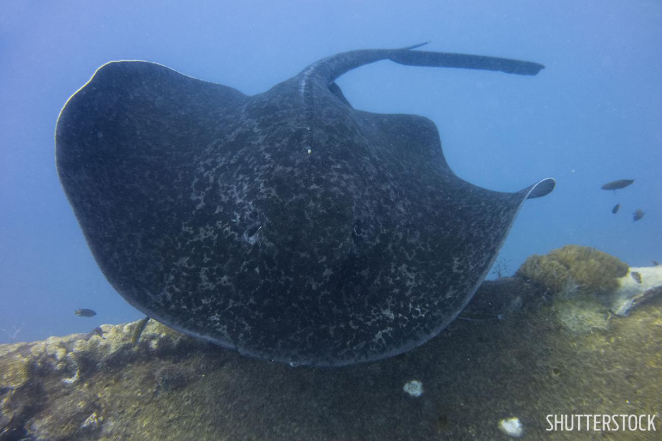 Stingray on Yongala shipwreck Australia