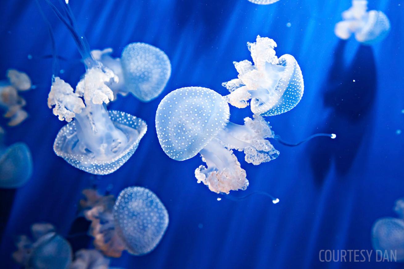 jellyfish sting