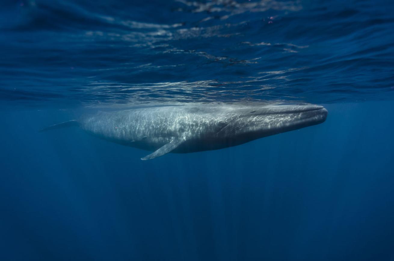 blue whale