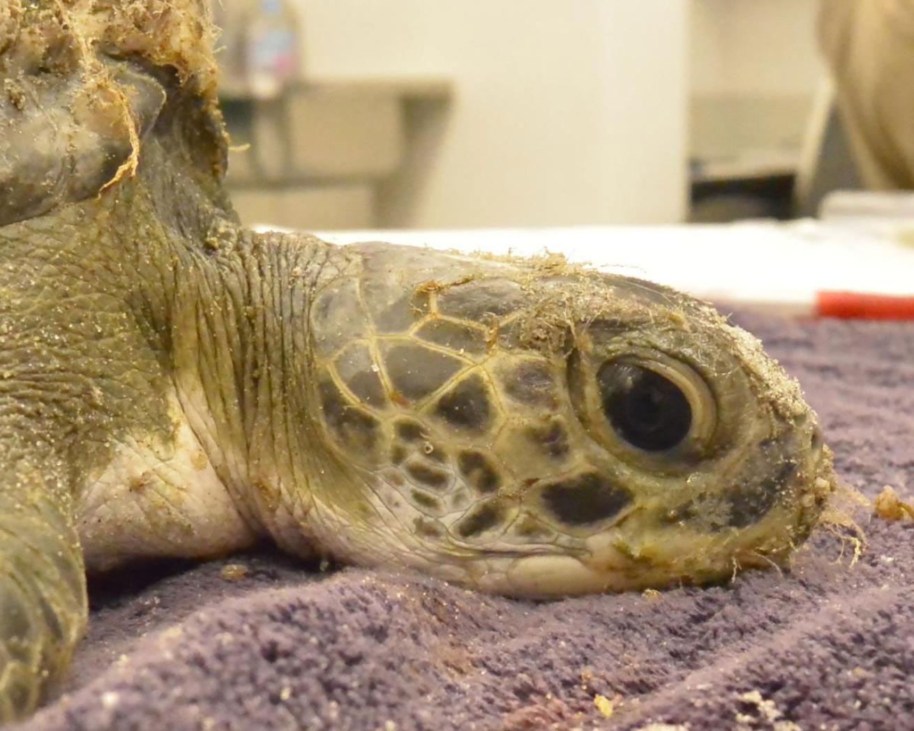 sea turtle rehabilitation