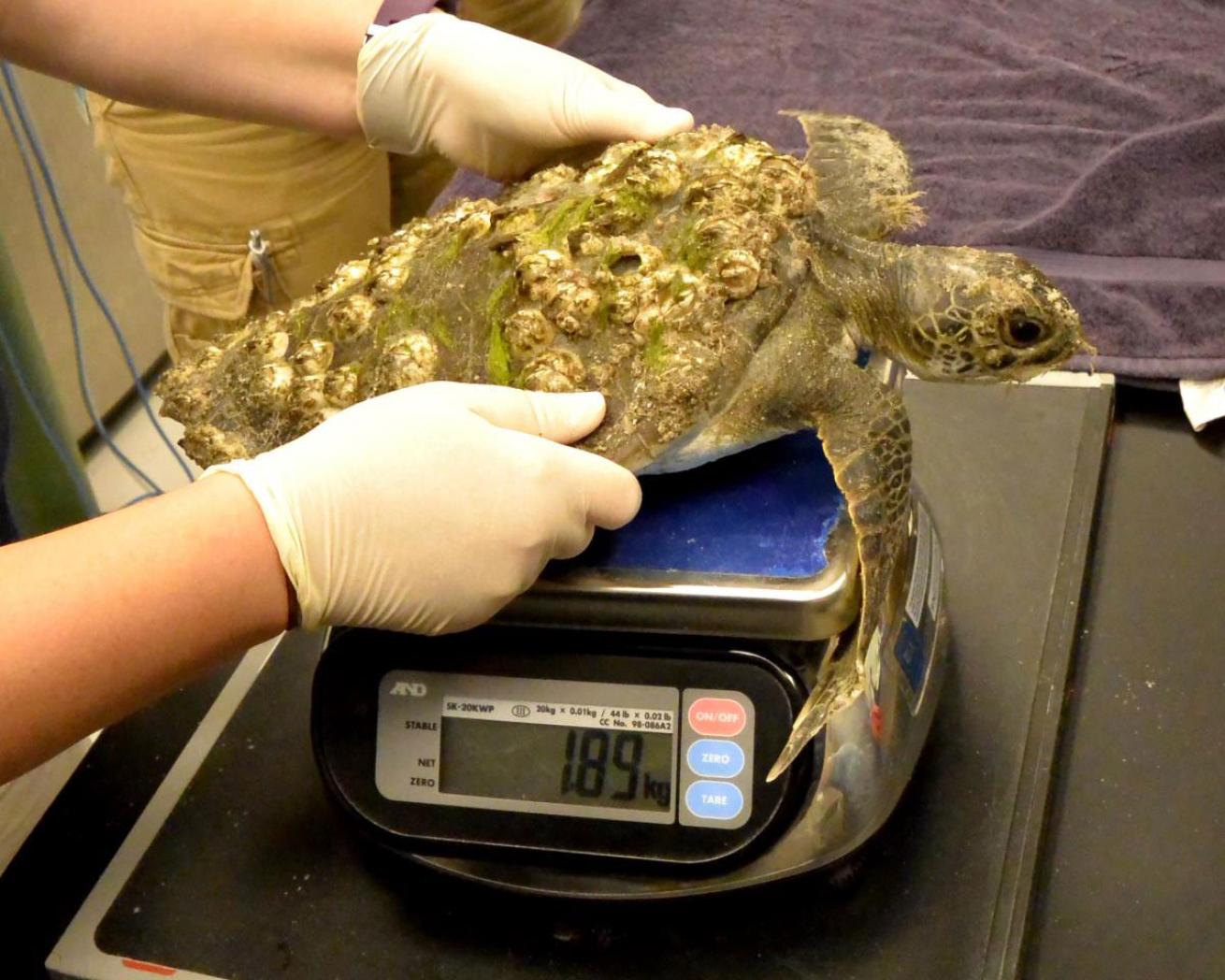 sea turtle rehabilitation