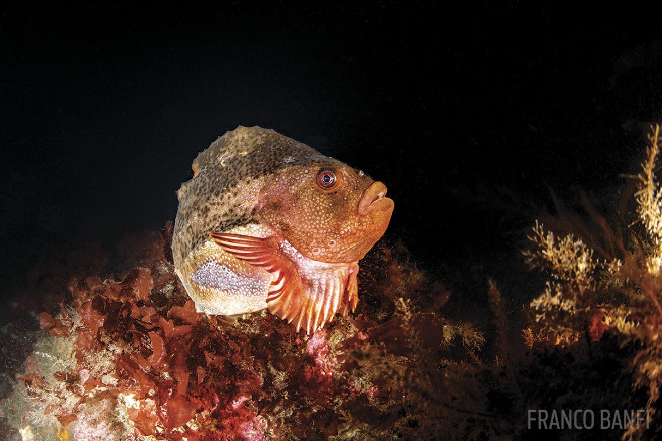 Underwater photo of lumpsucker at Little Strýtan Iceland