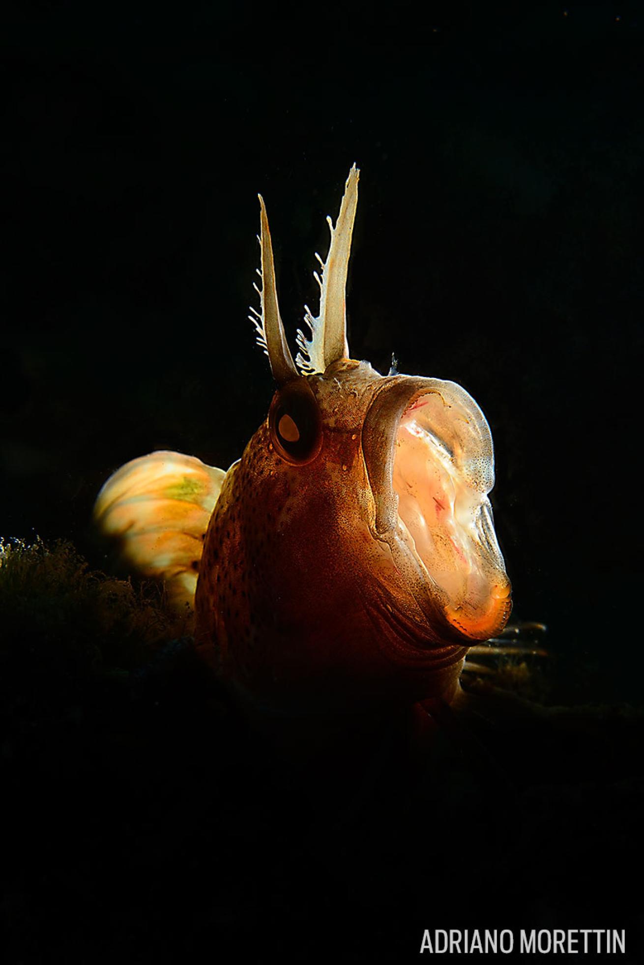 horned male blenny 