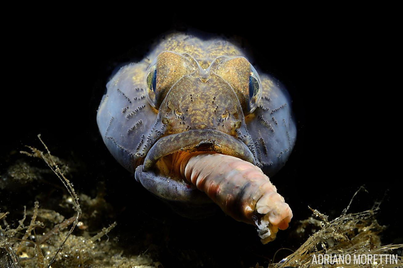 macro underwater photography 