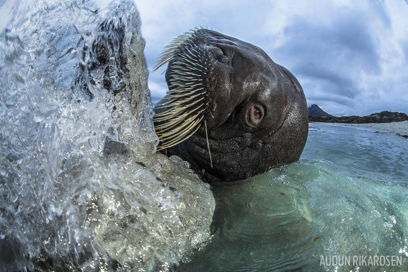 Scuba diving with a walrus in Tromsø, Norway