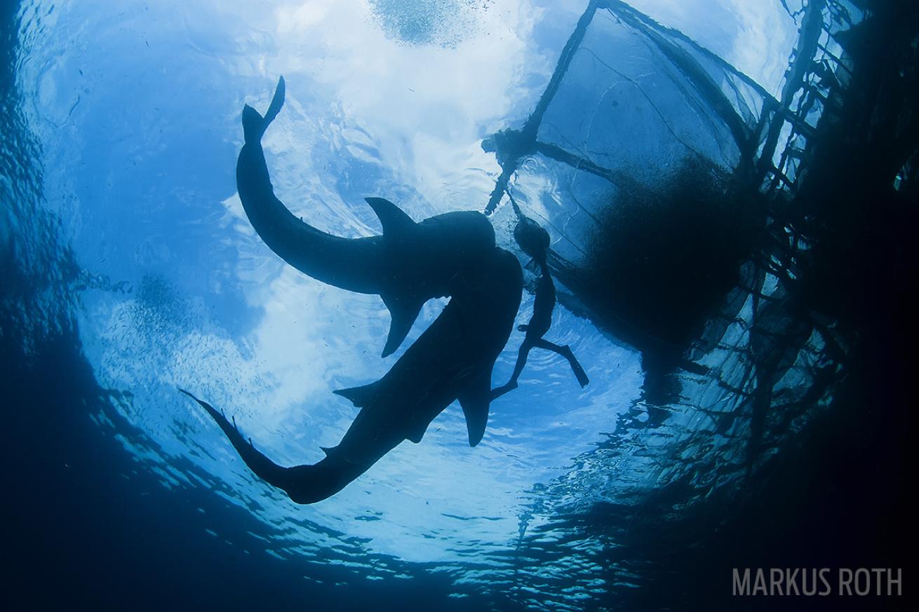 Whale sharks looking for baitfish in Cenderawasih Bay