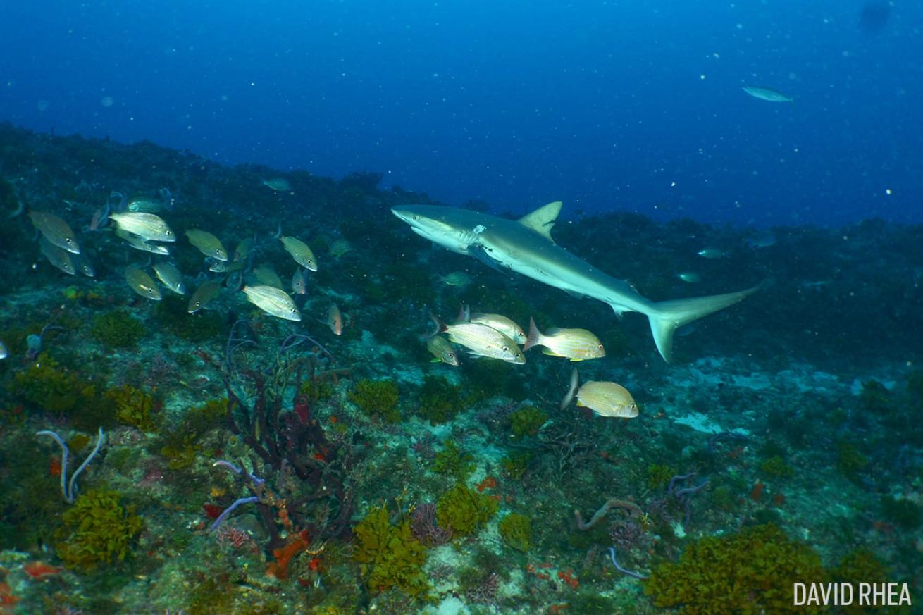 Reef shark seen scuba diving in Jupiter, Florida