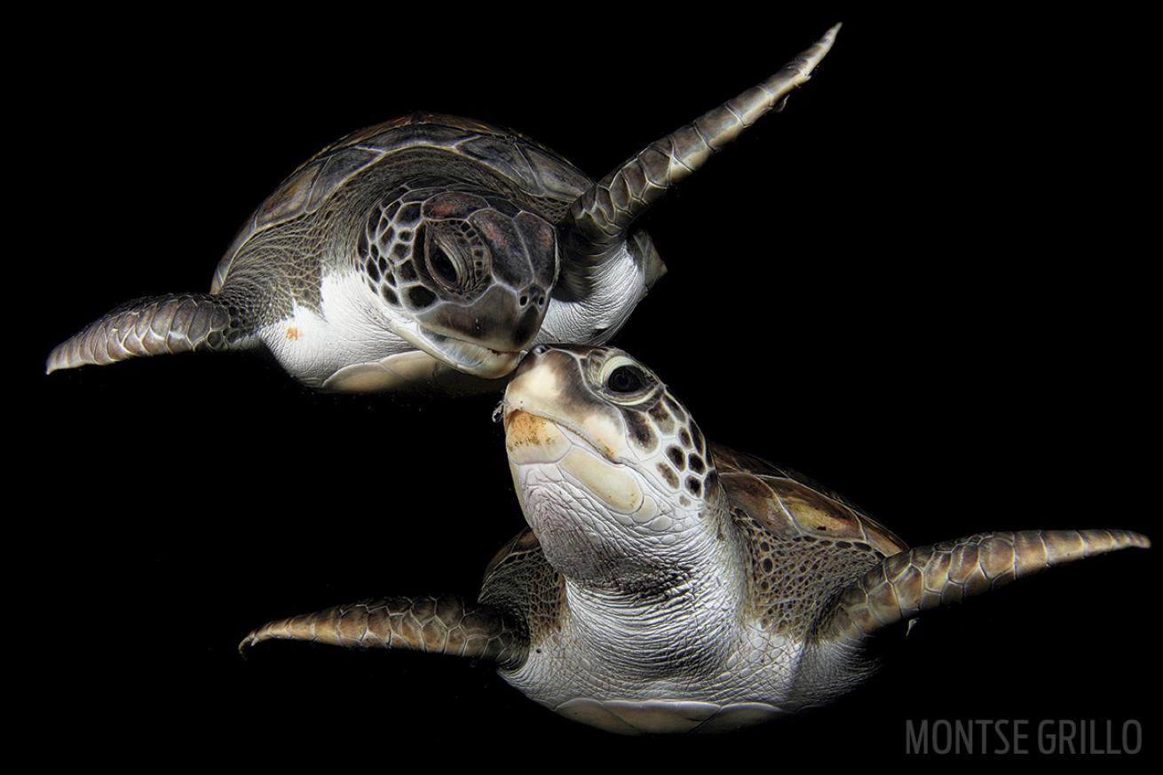 scuba diving with green sea turtles in Canary Islands 