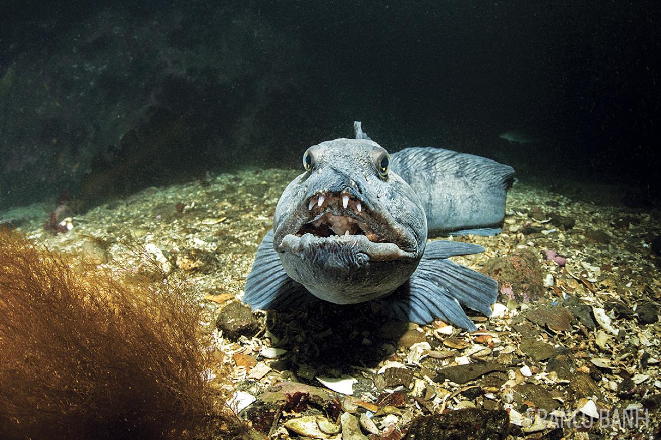 Wolf eel at Little Strýtan Iceland