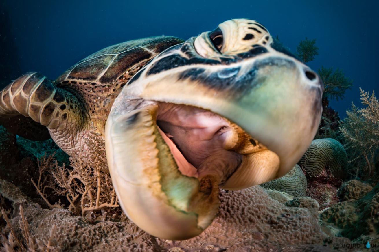 palau micronesia turtle chomp