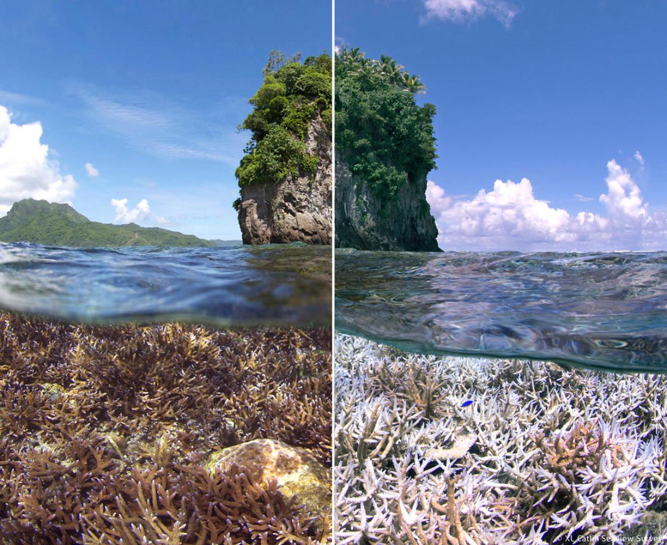 Coral Bleaching Photo