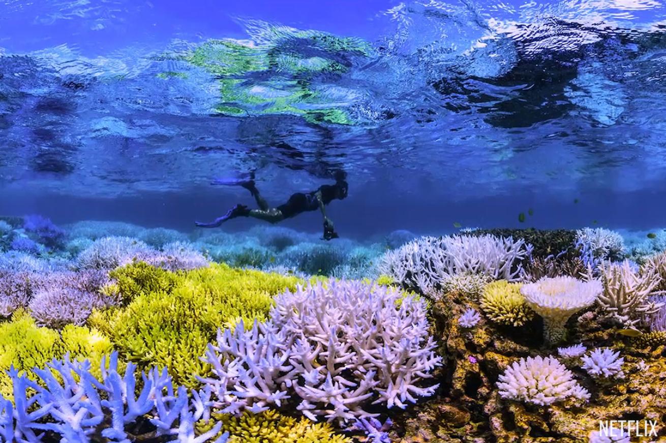 chasing coral fluorescing coral