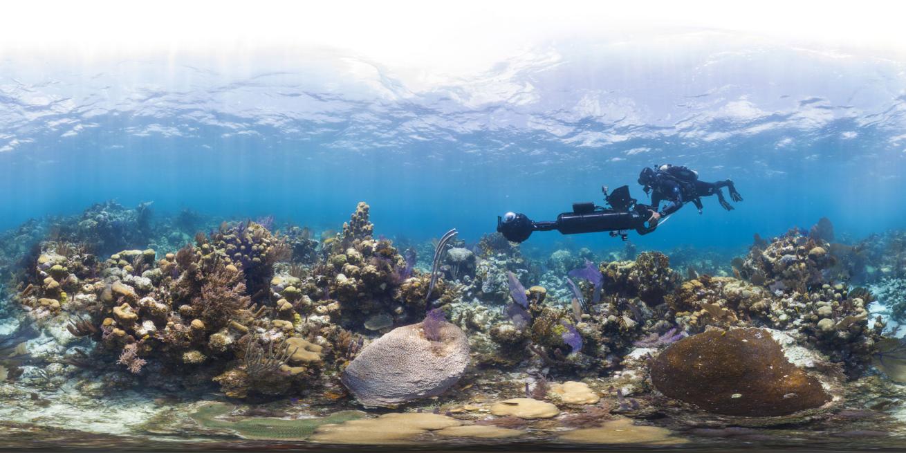 Survey Glover's Reef Bleaching