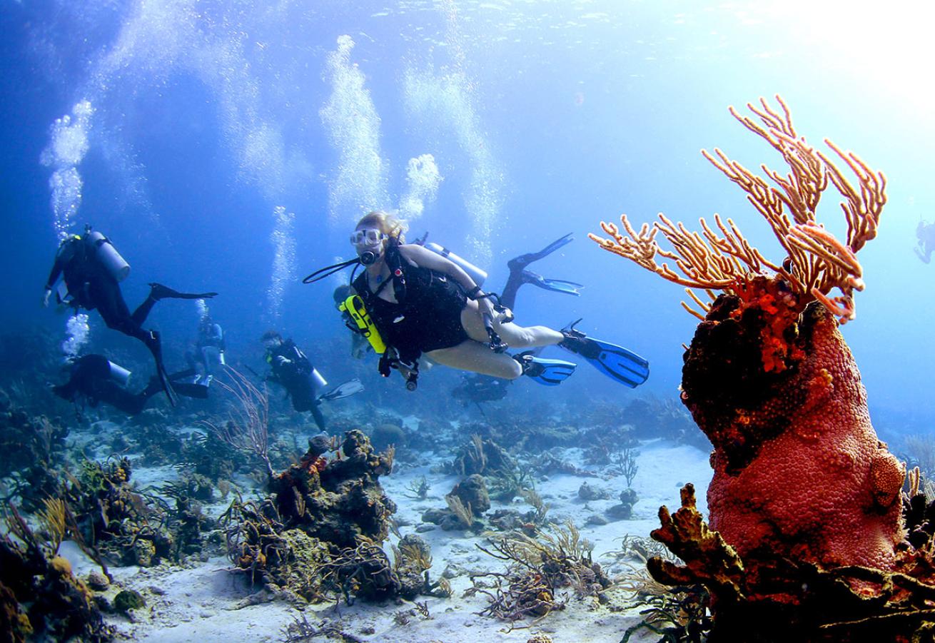 scuba diving bahamas