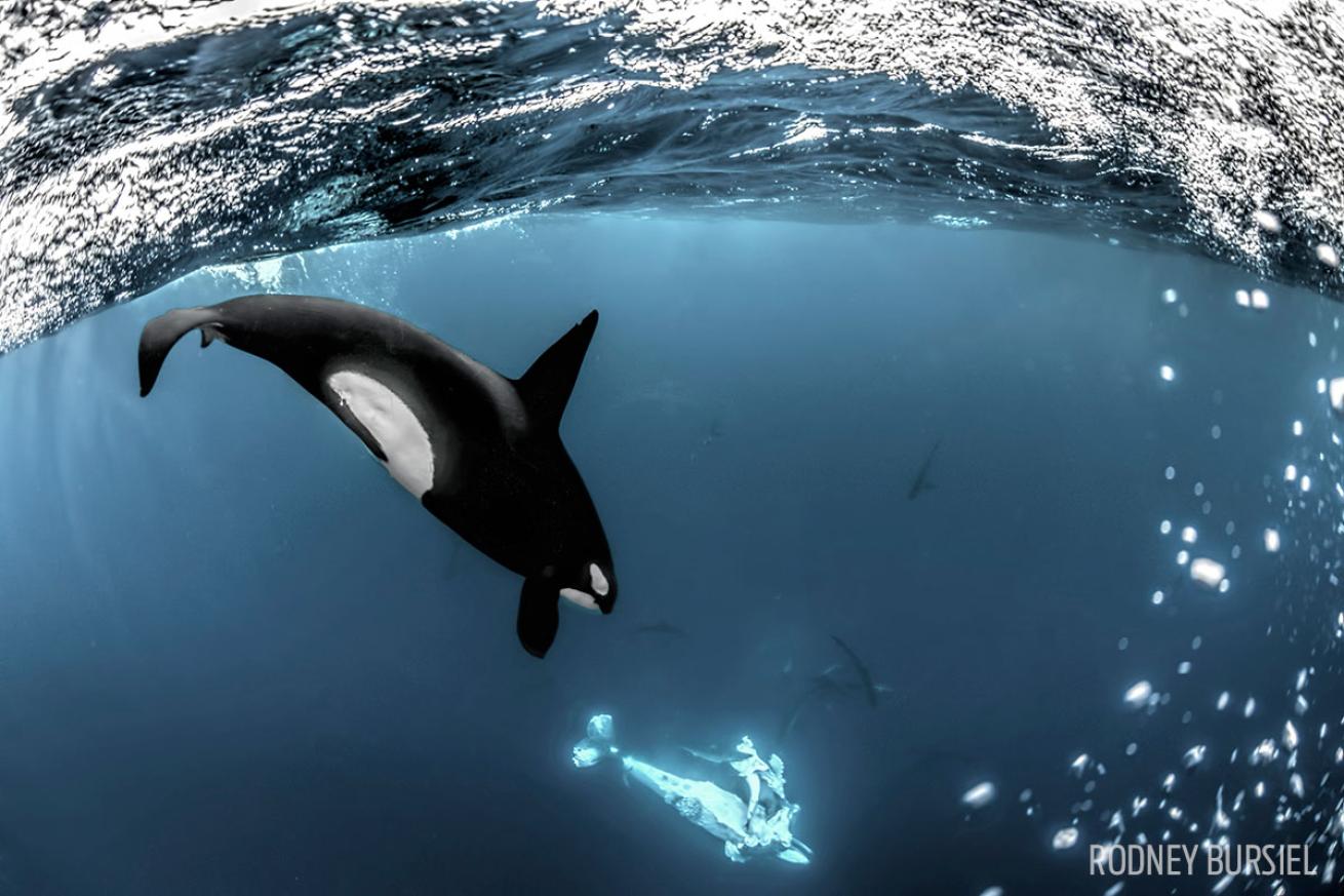 orca hunting humpback