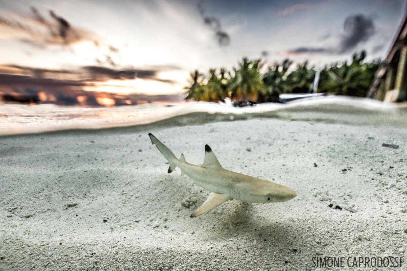 maldives shark black tip hunting