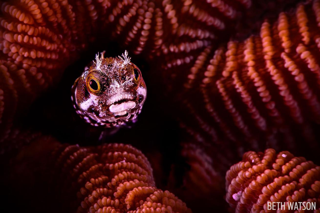 underwater macro photography