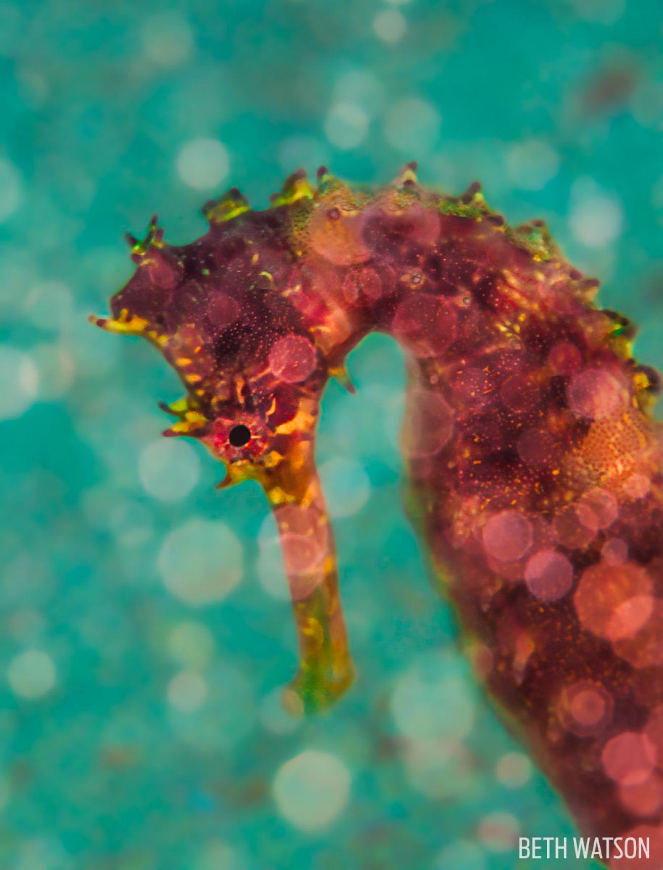 underwater macro photography