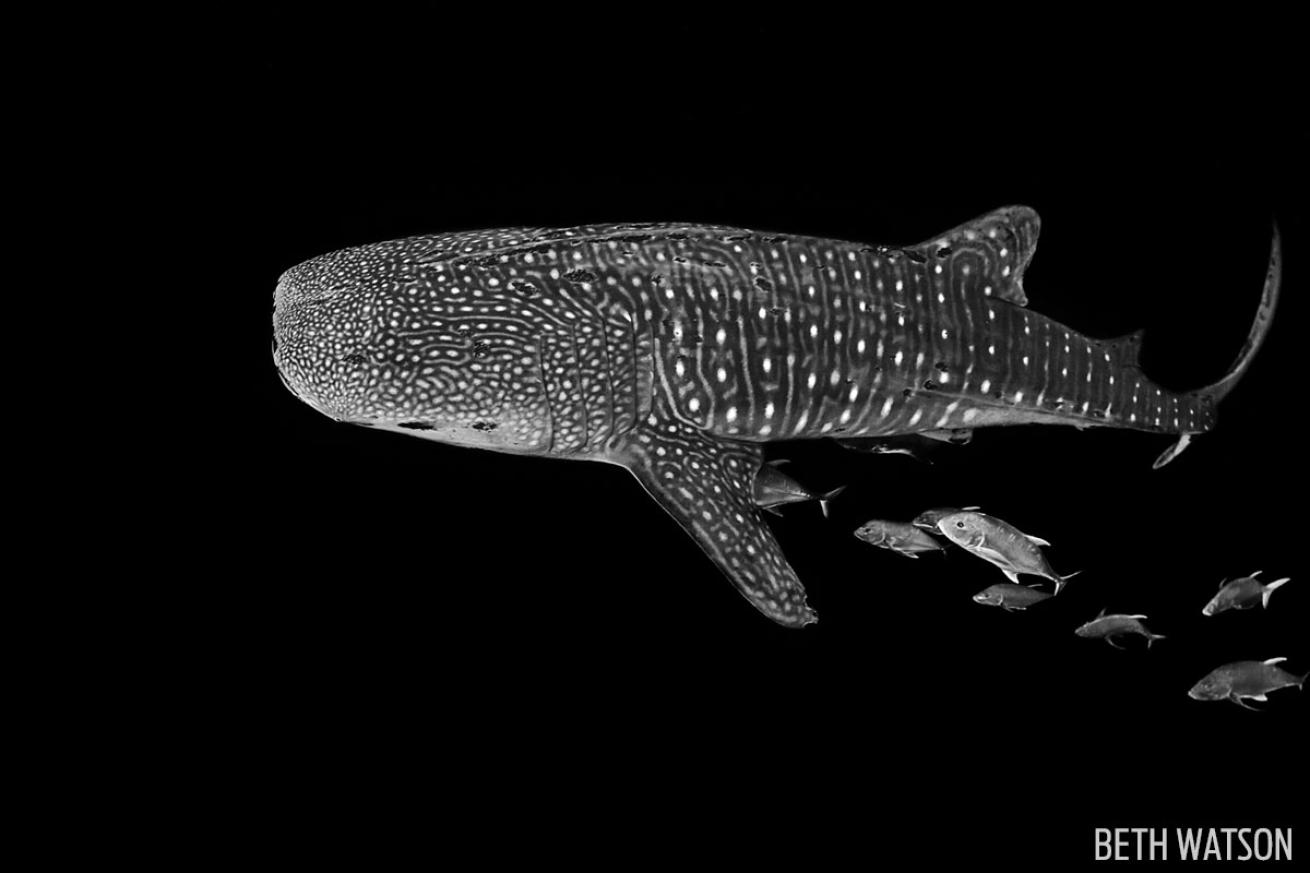 whale shark