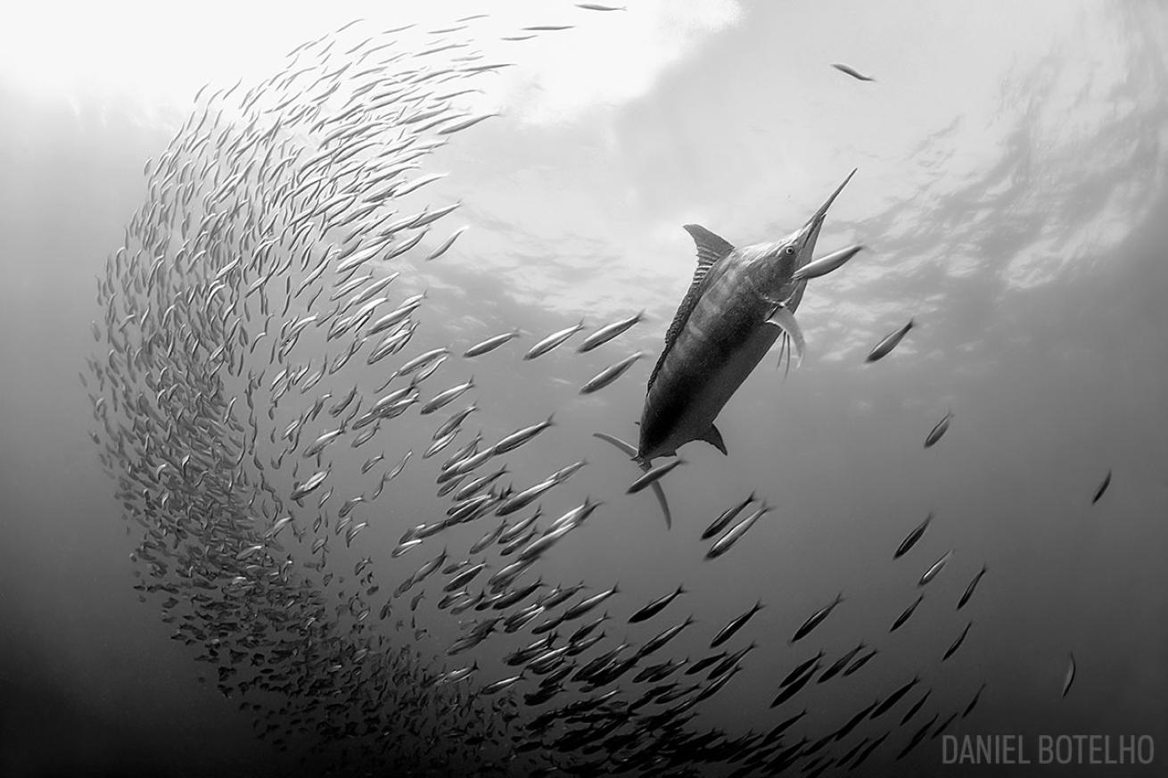 blue marlin sardine run