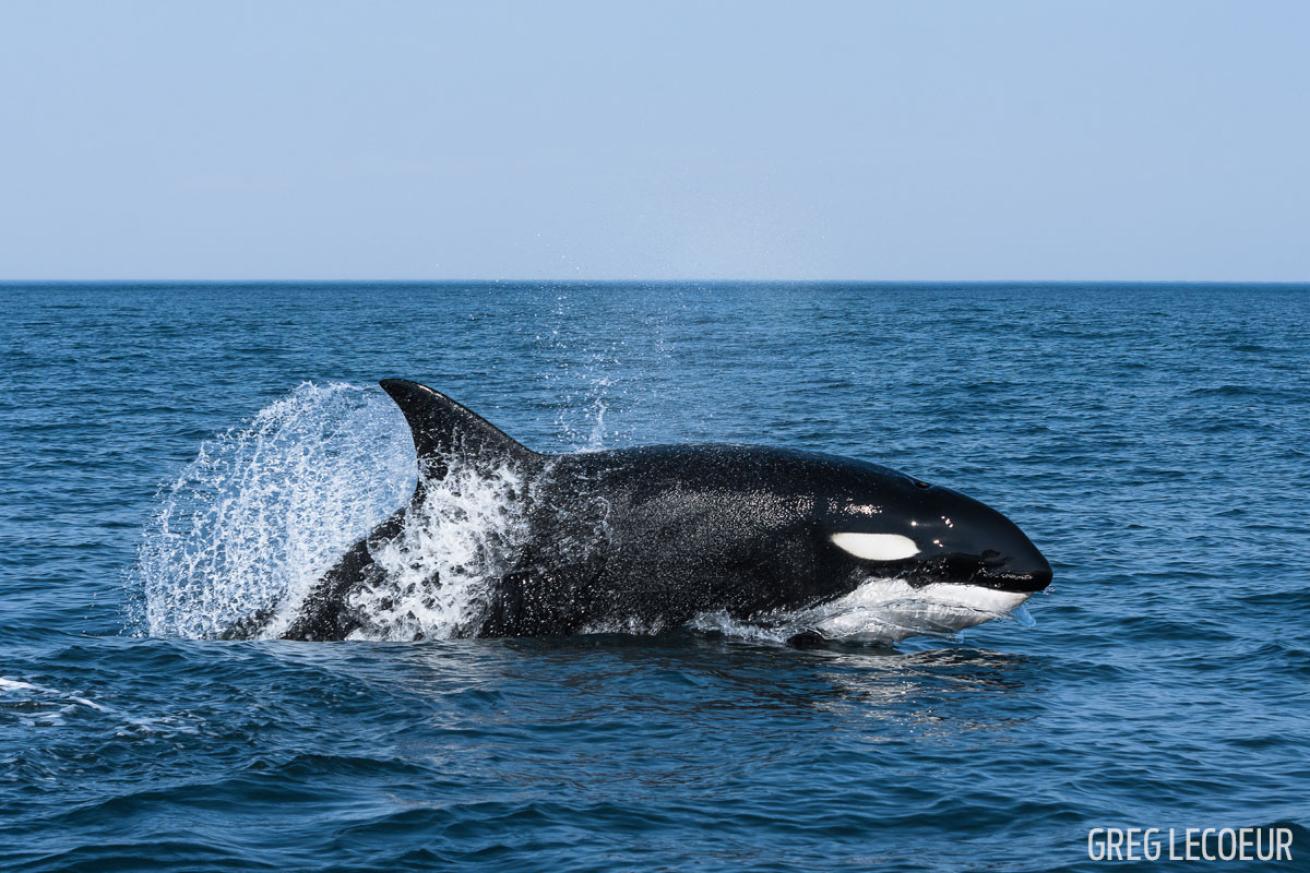 orca sardine run south africa