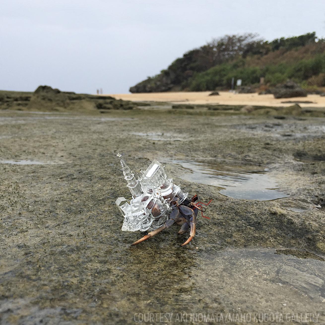 hermit crab shells