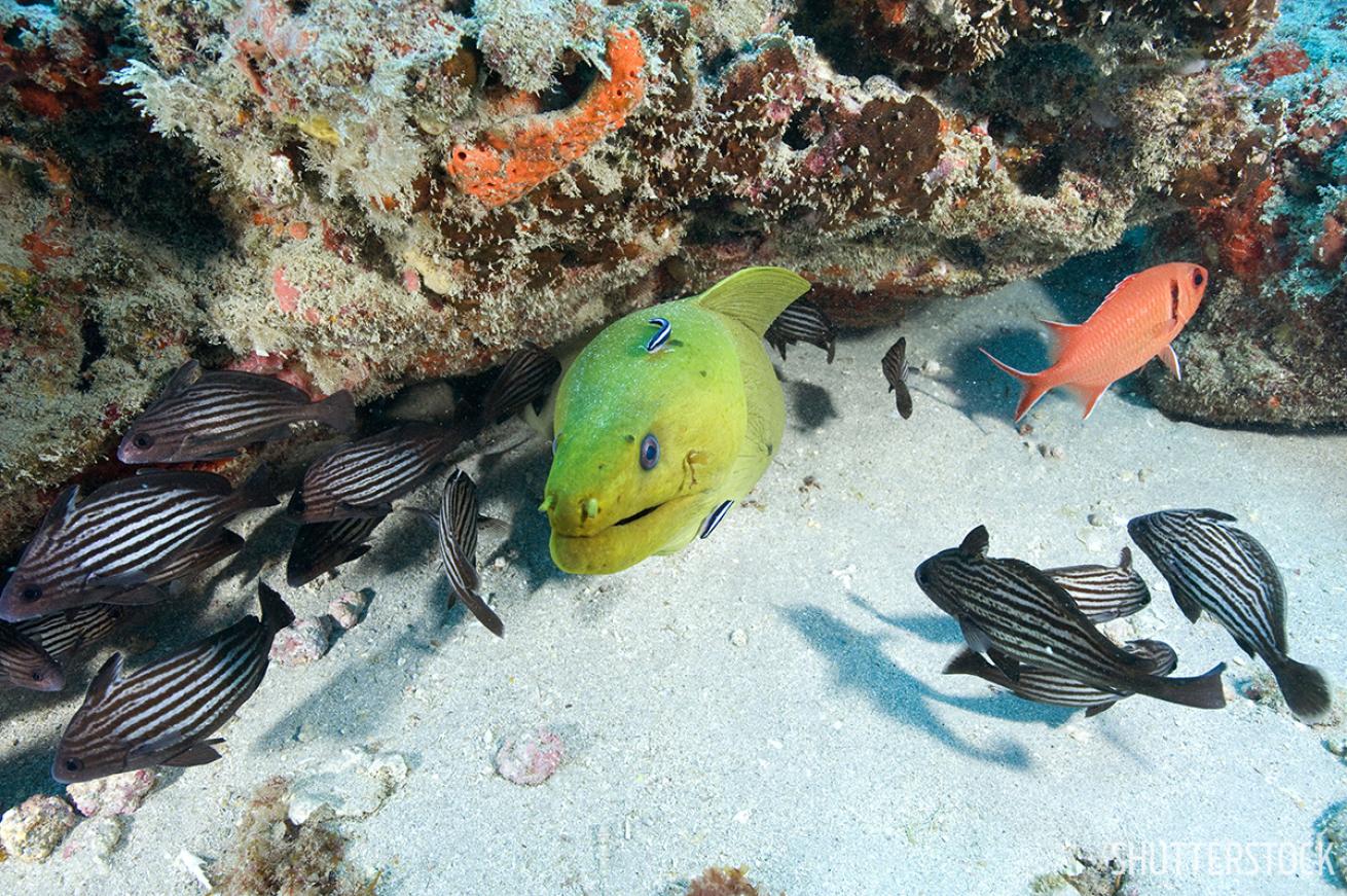 Scuba diving in the Florida Panhandle