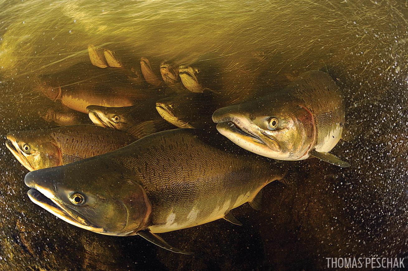 scuba diving with salmon in British Columbia&#039;s Great Bear Rainforest