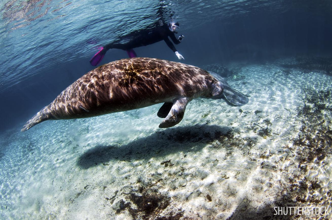 snorkeling swimming scuba diving with manatees in Central Florida