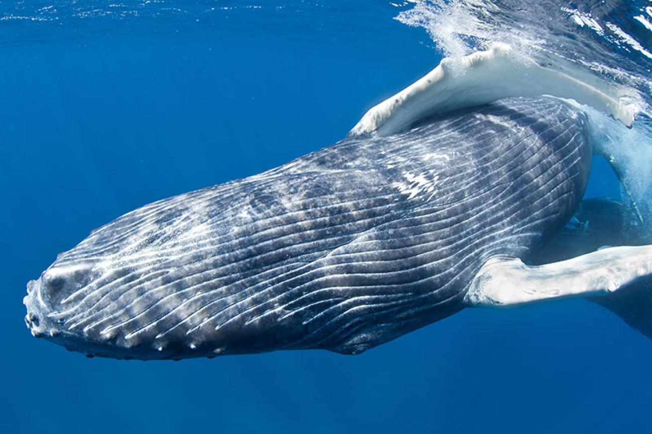 humpback whale