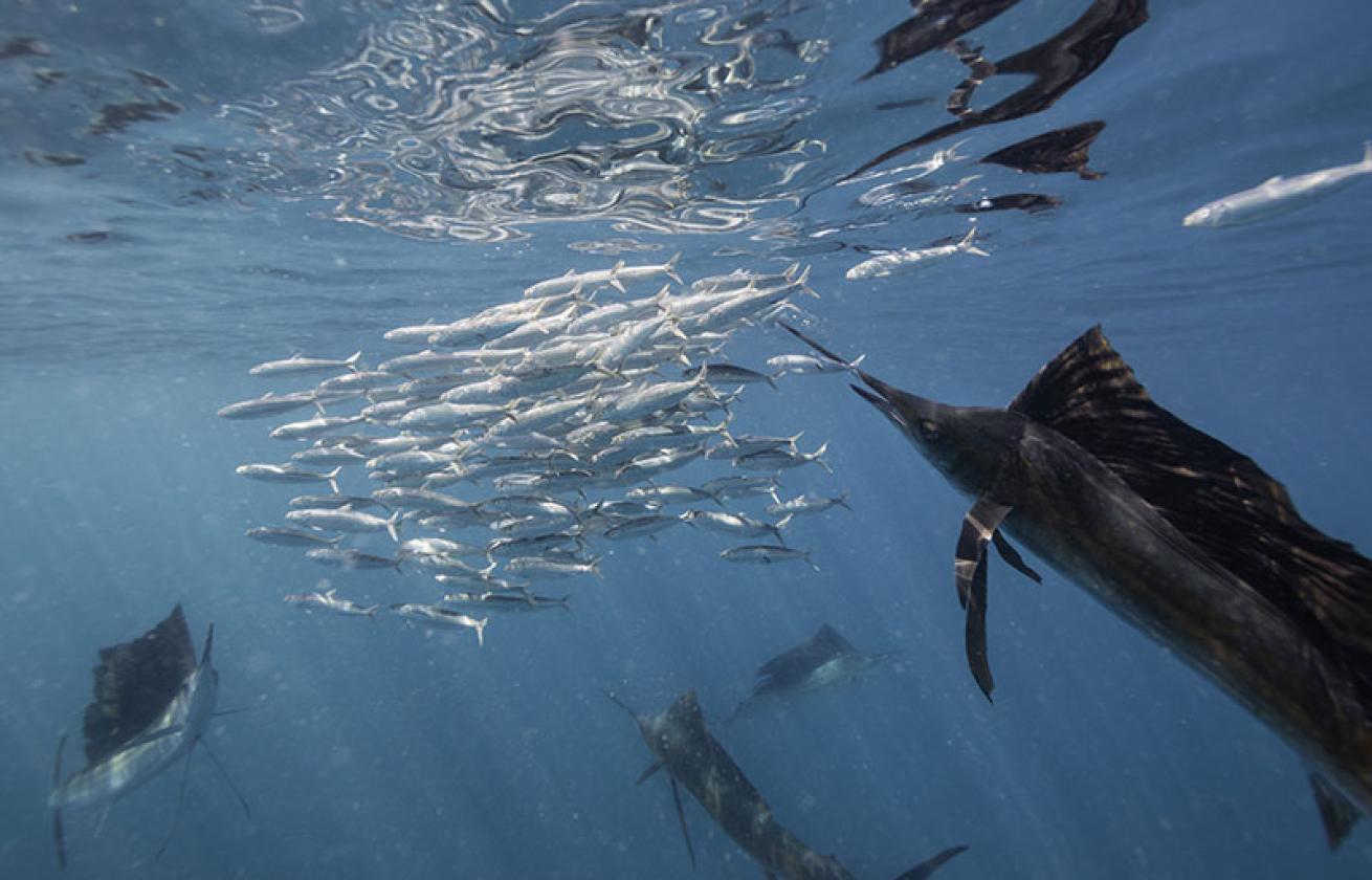 sailfish and baitball