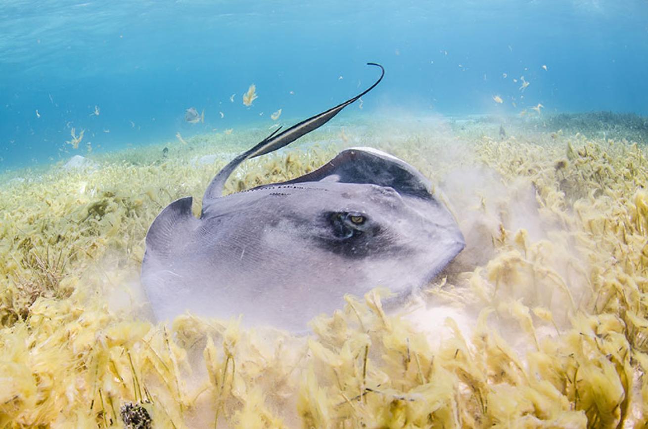 southern stingray