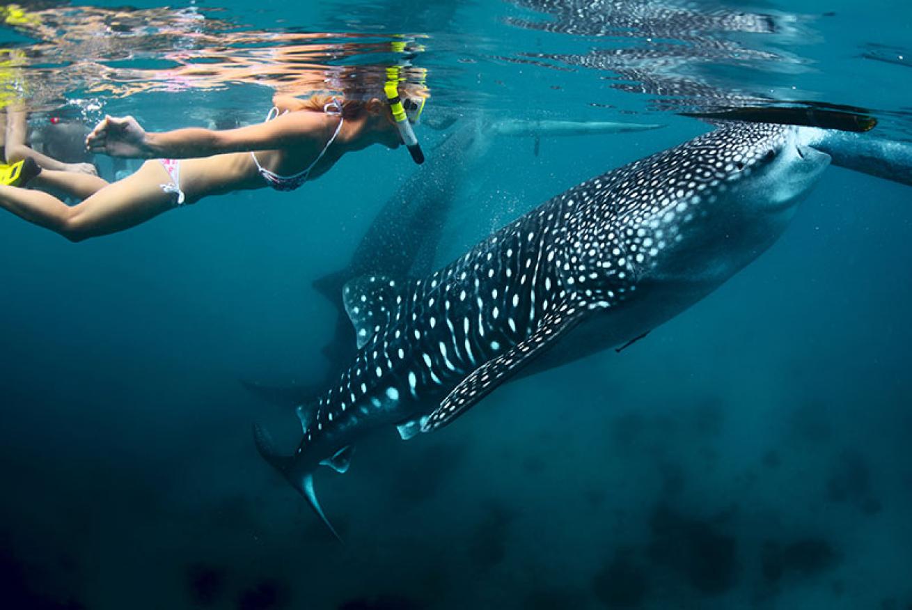 whale shark