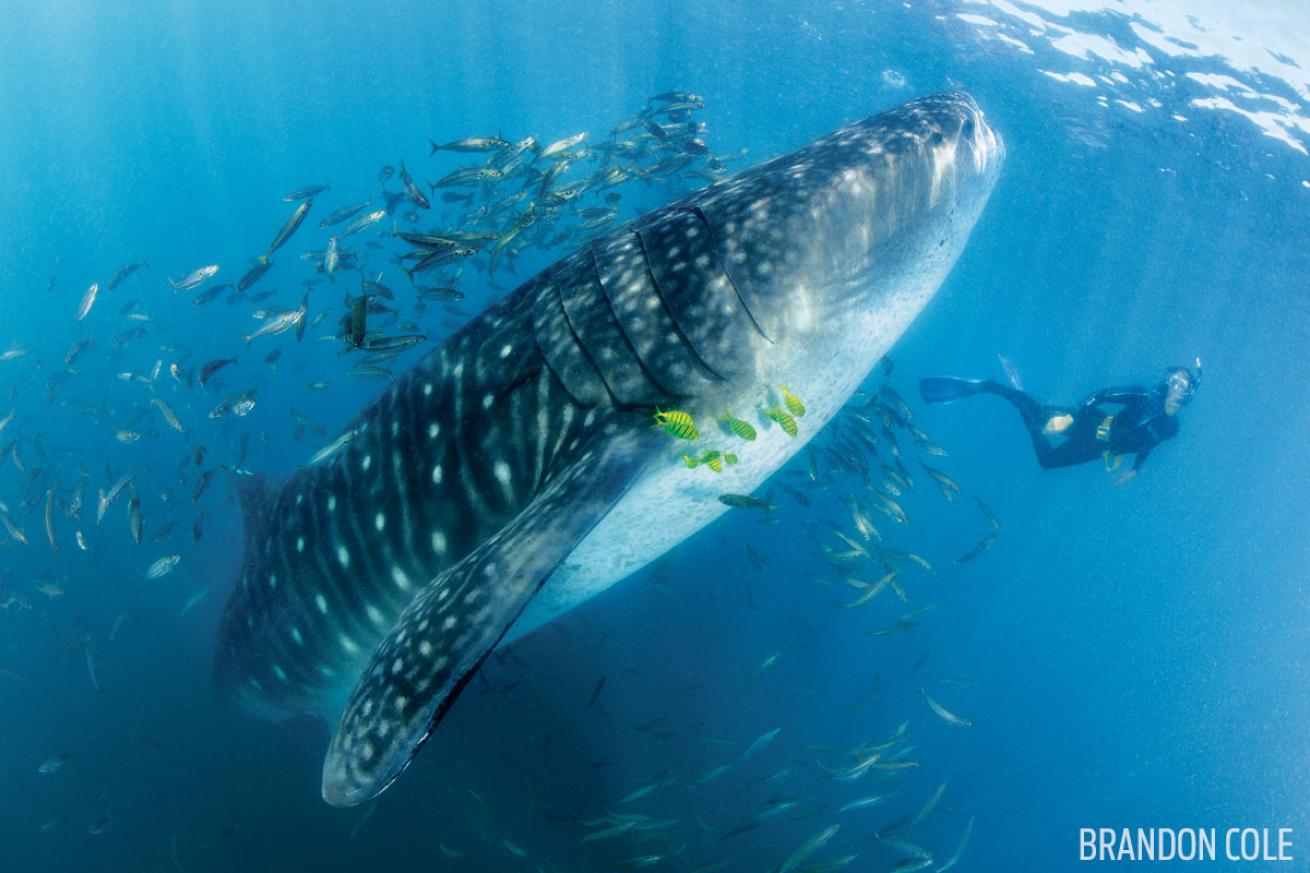 whale shark with snorkeler in sea of cortez baja