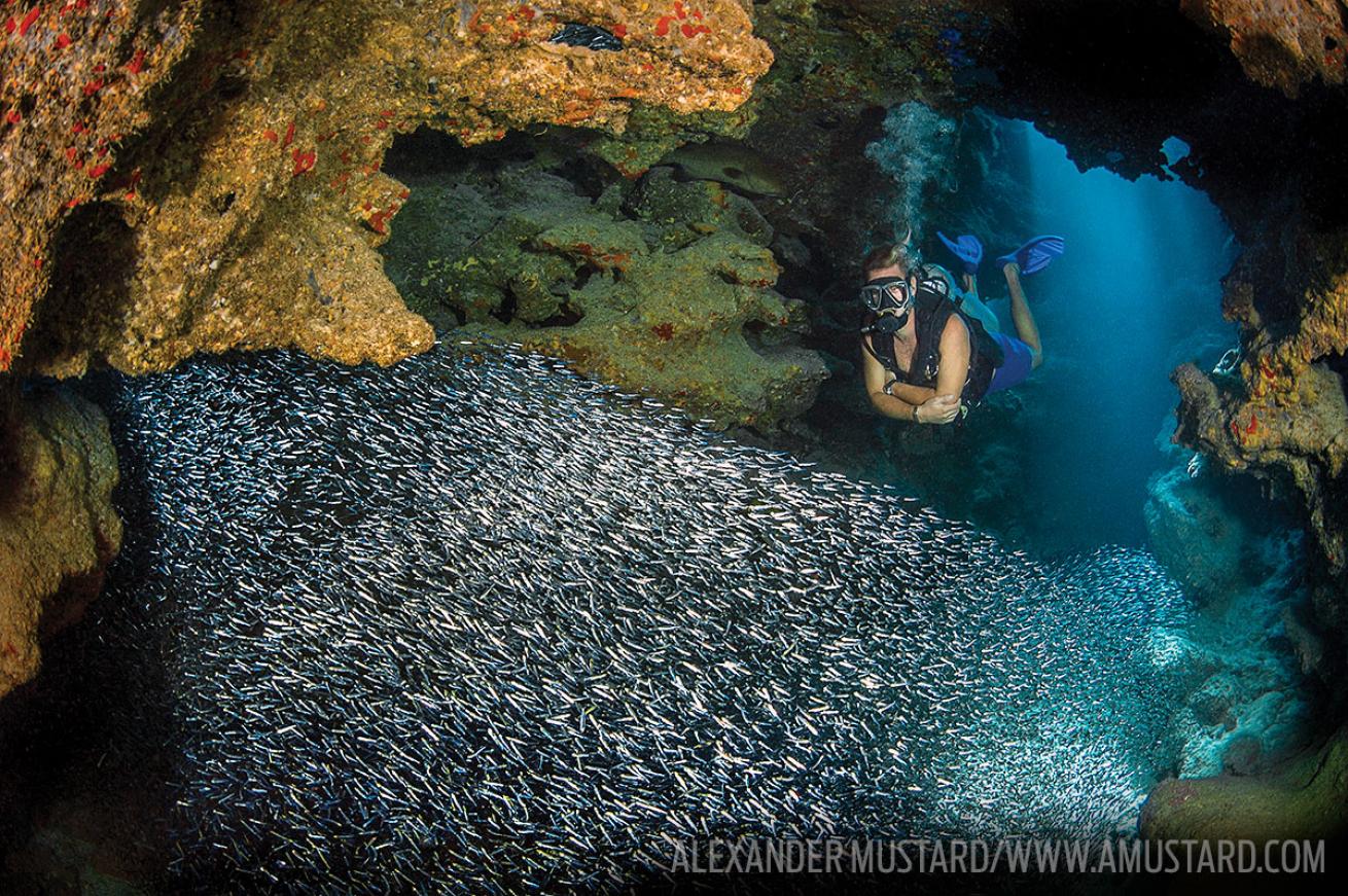 Grand Cayman Diving