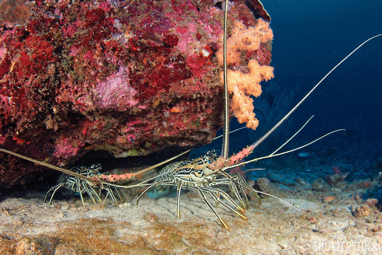 lobster diving Florida