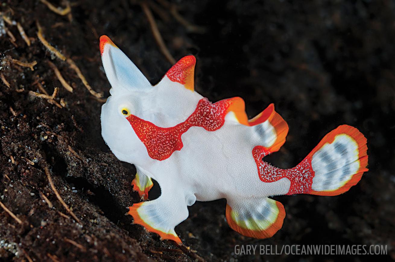 Clown frogfish 