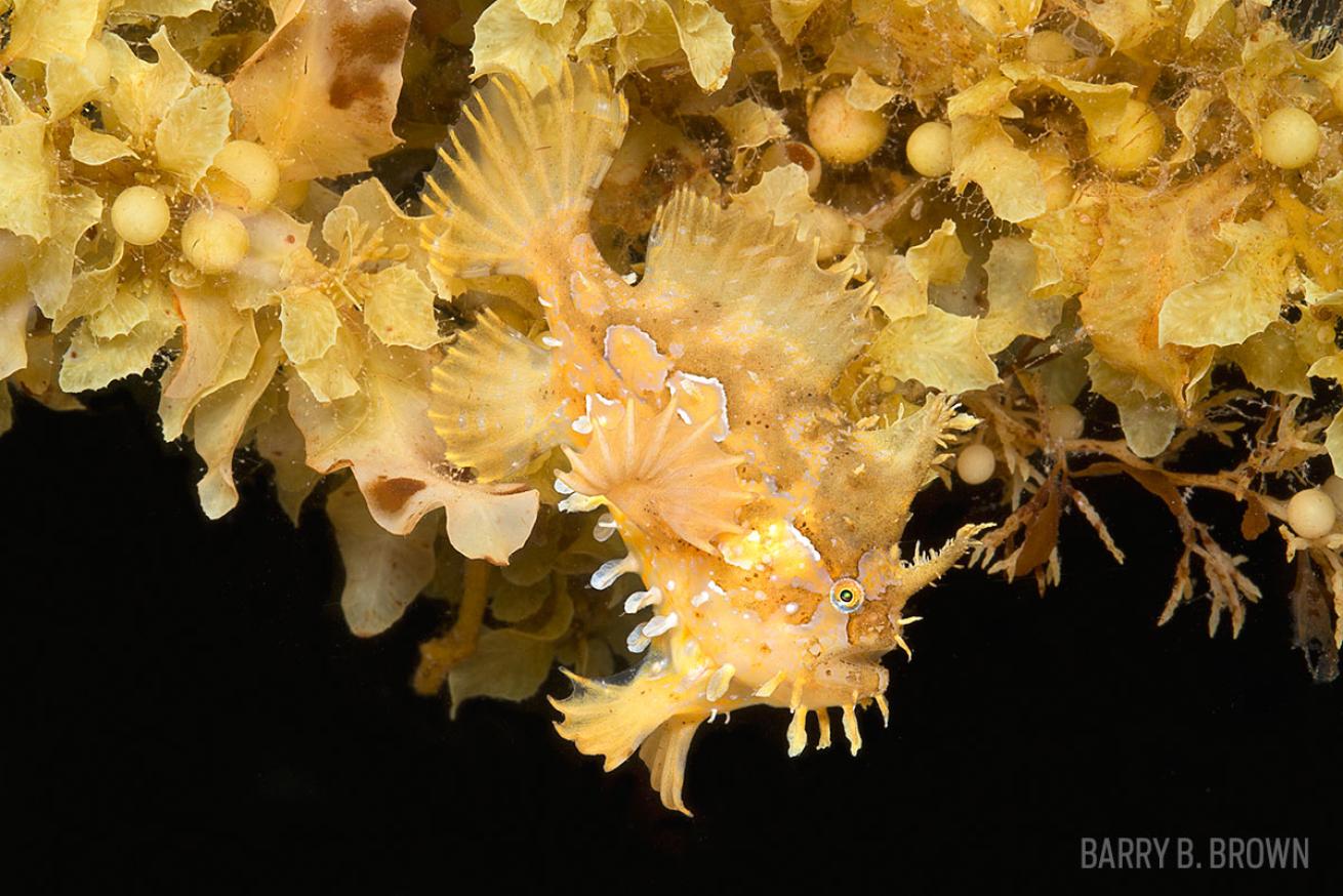 scuba diving with frogfish