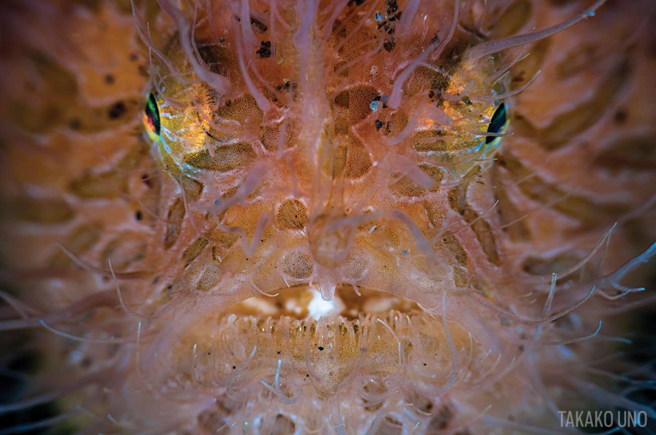 scuba diving with frogfish